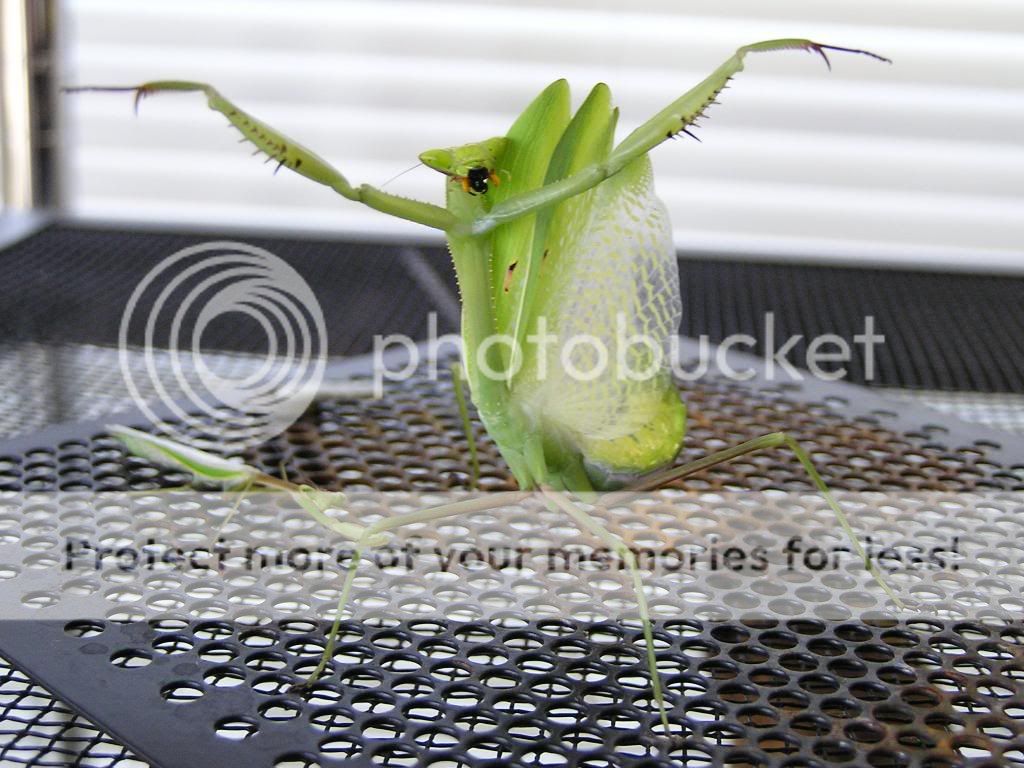 mantids115.jpg