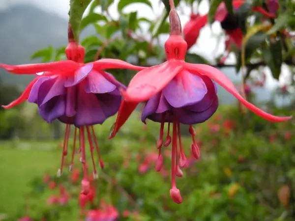 hanging-flowers.jpg