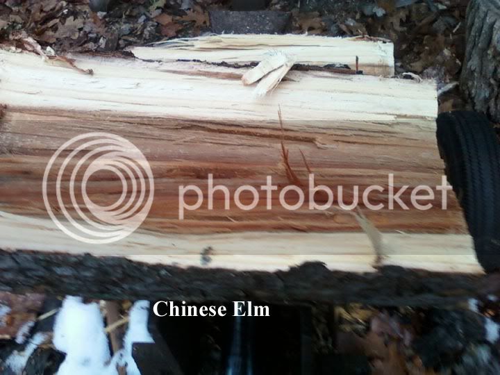 ChineseElm7-1.jpg