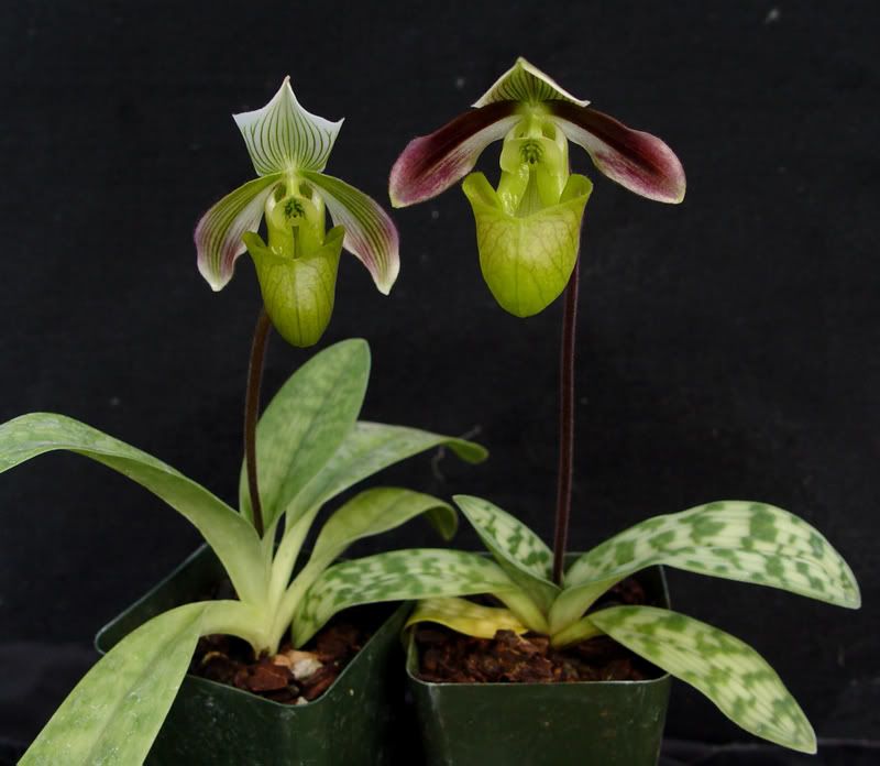 Paphbougandviolascens-plant-.jpg