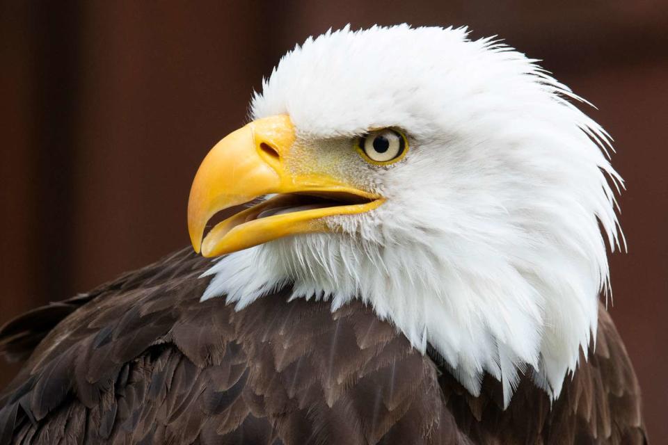 <p>THOMAS KIENZLE/AFP via Getty</p> Stock image of a bald eagle