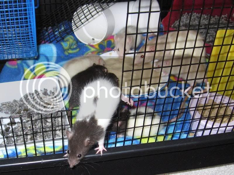 June10hungryratties-1.jpg