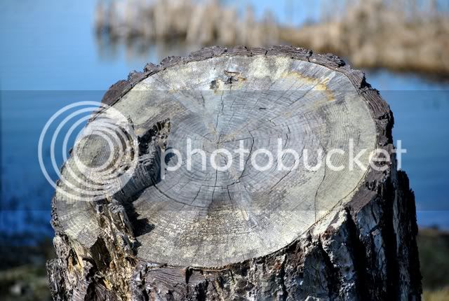 Stump1.jpg