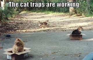 cattraps.jpg
