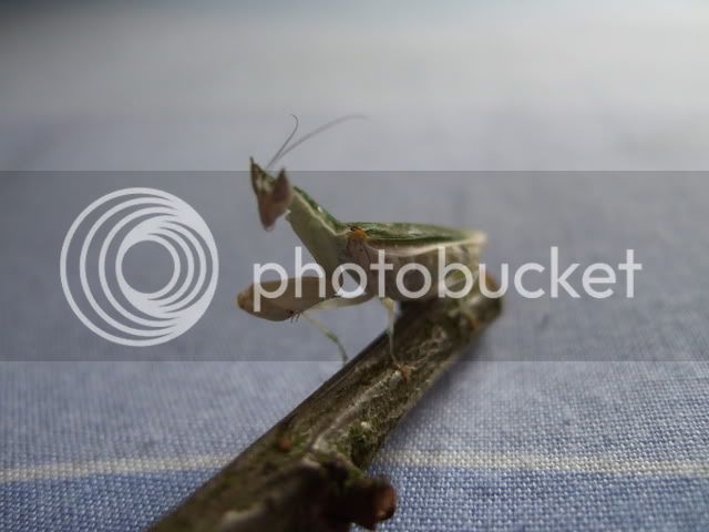 Mymantids003.jpg