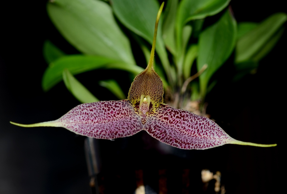 masdevallia_decumana_bloom.jpg