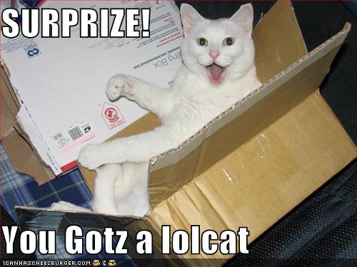 surprize+lolcat.jpg