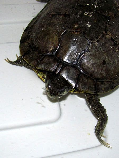 turtle123.jpg