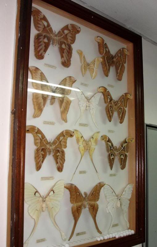 butterflydisplay1.jpg